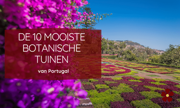 de mooiste botanische tuinen van portugal
