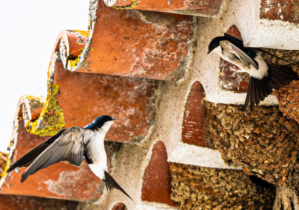 Vogels in Portugal