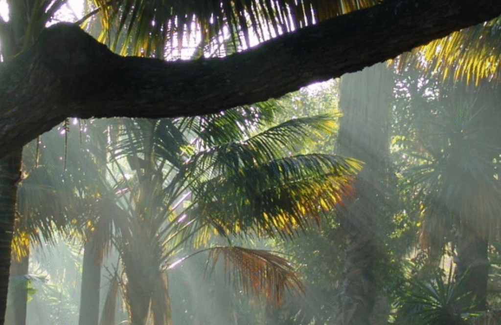 de mooiste botanische tuinen van portugal