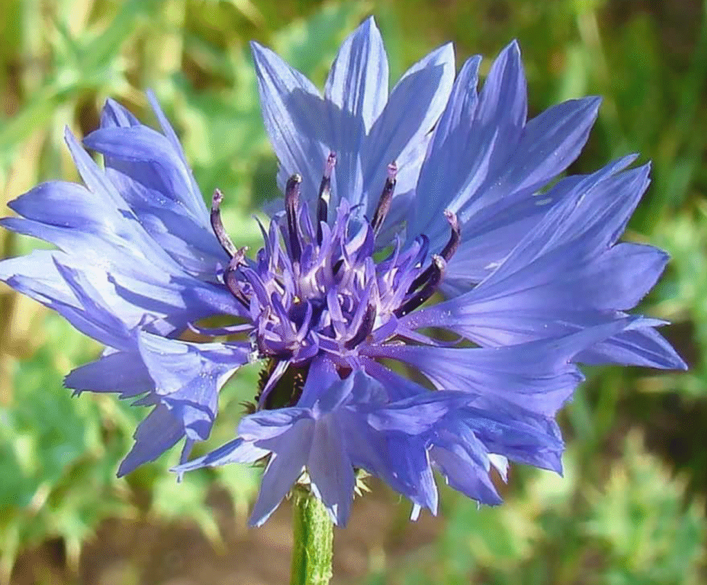 de mooiste botanische tuinen van portugal