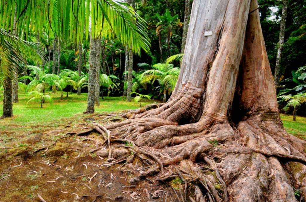 de mooiste botanische tuinen van portugal
