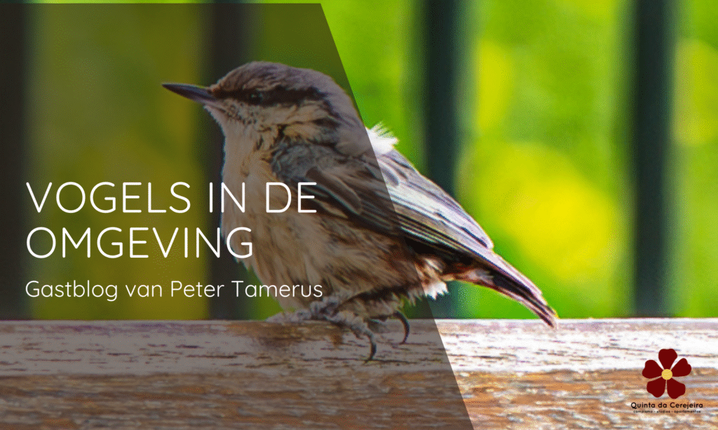 Vogels centraal portugal