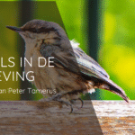 Vogels centraal portugal