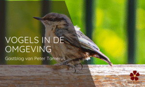 Welke Vogels Zie Je Hier? De Mooiste Vogelsoorten in de Regio