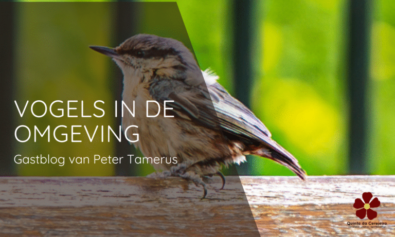 Vogels centraal portugal