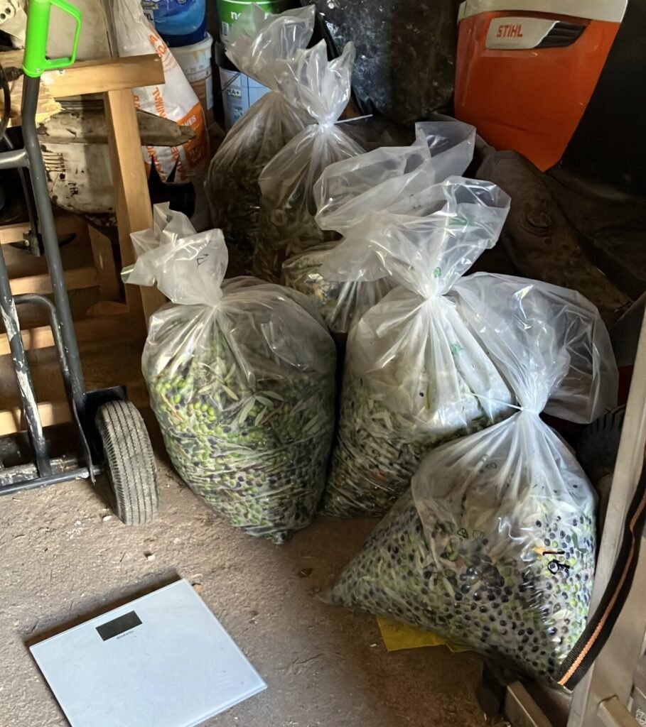 Olijfoogst Portugal 2025