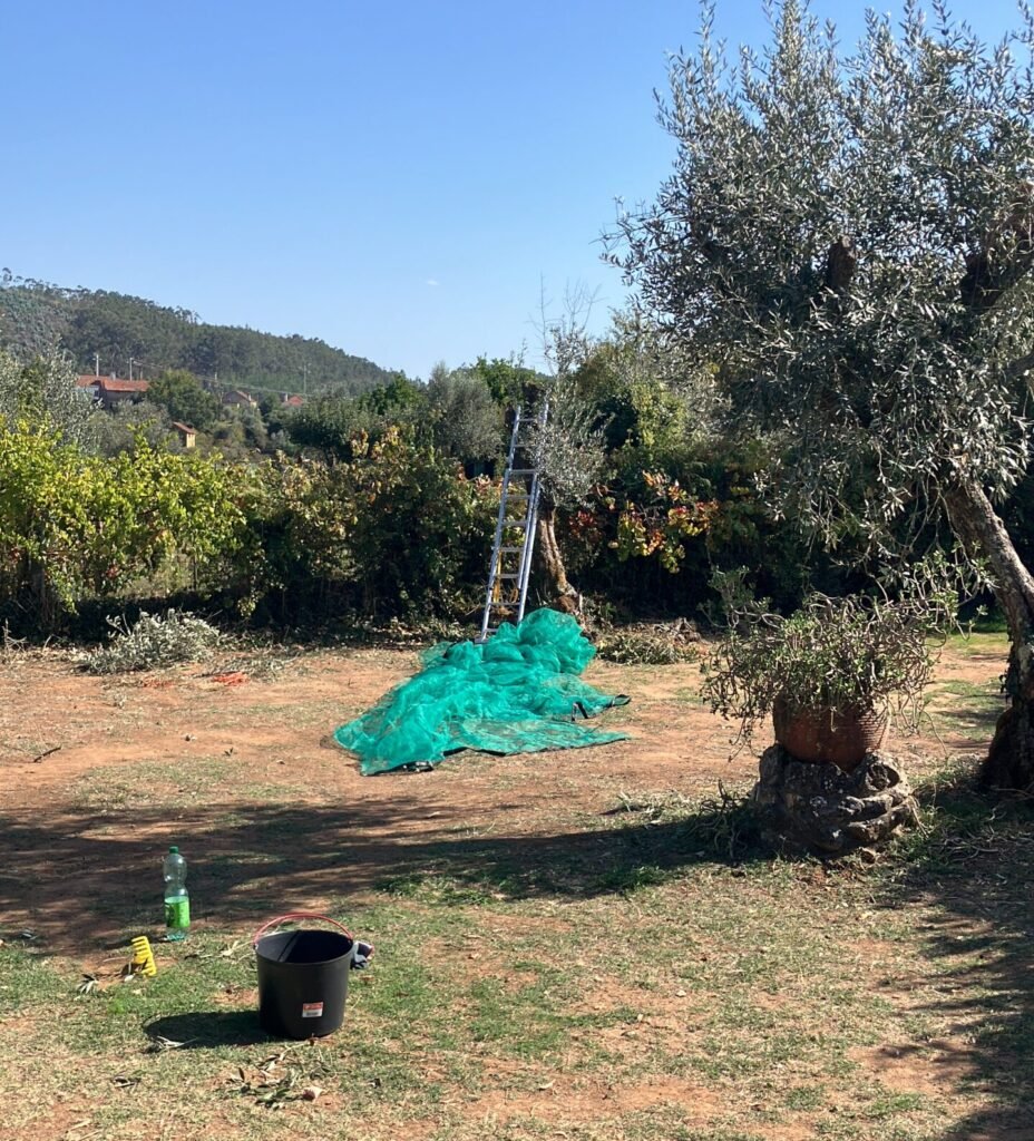 Olijfoogst Portugal 2025