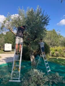 Onze eerste olijfpluk 2025