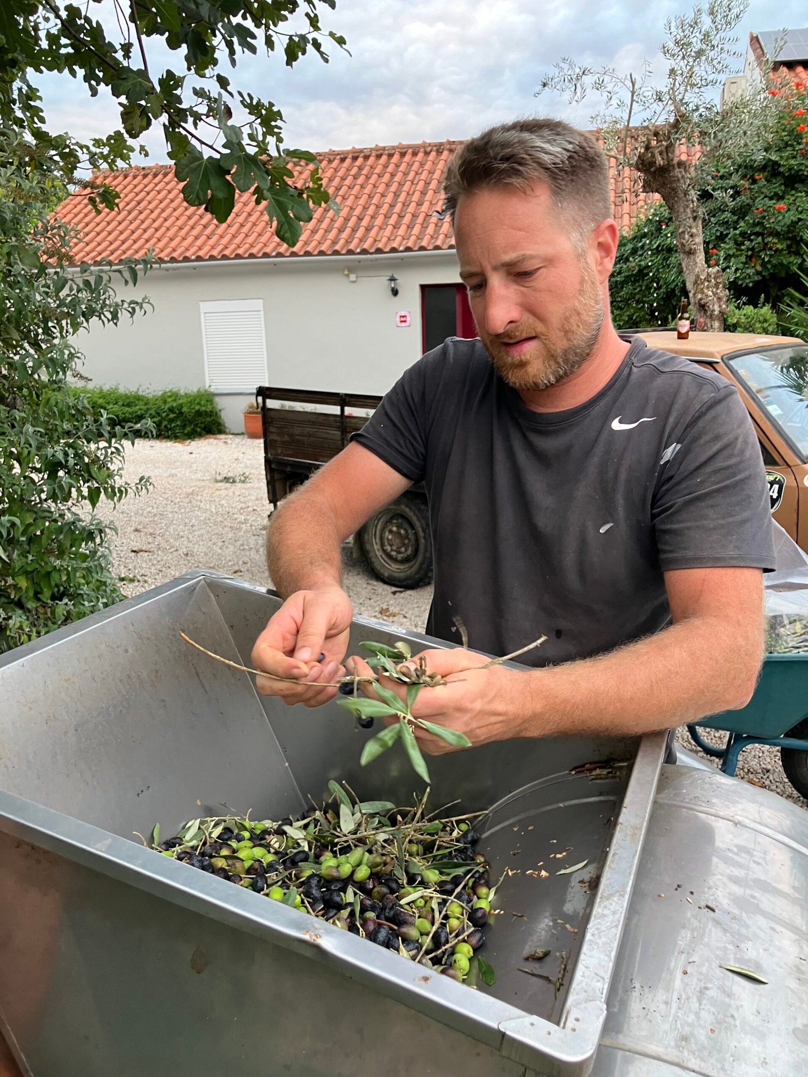 Olijfpluk Portugal 2025