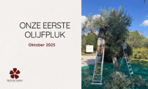 Onze eerste olijfpluk 2025