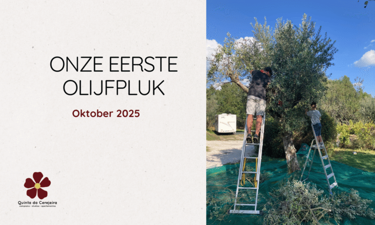 Olijfpluk Olijf oogst