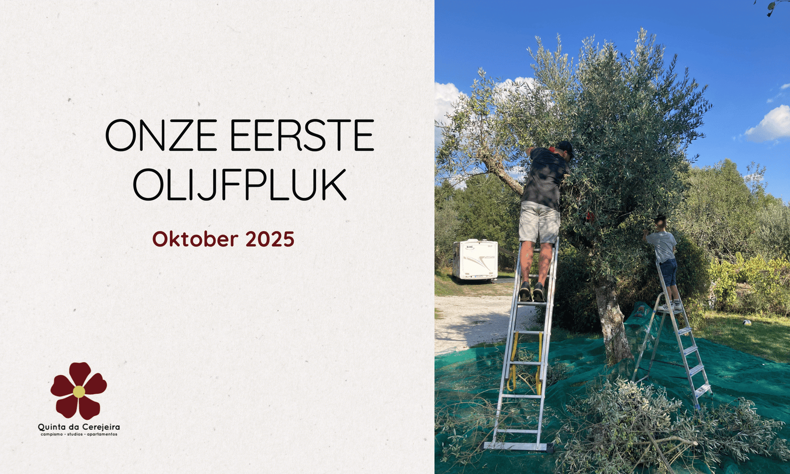 Onze eerste olijfpluk 2025